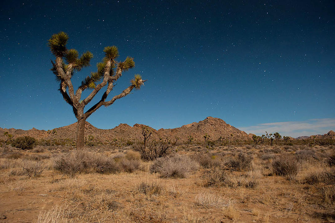 three-crucial-desert-regions-in-california-gain-monument-status-audubon