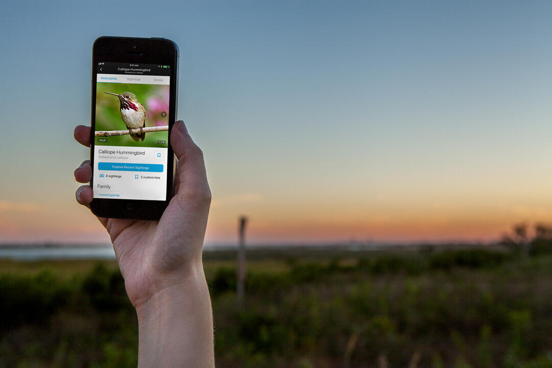 Audubon Bird Guide App | Audubon