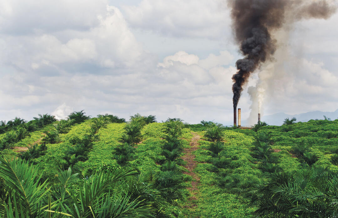 The Palm Oil Industry Is Destroying Indonesia's Rainforests — The Problem with Palm Oil
