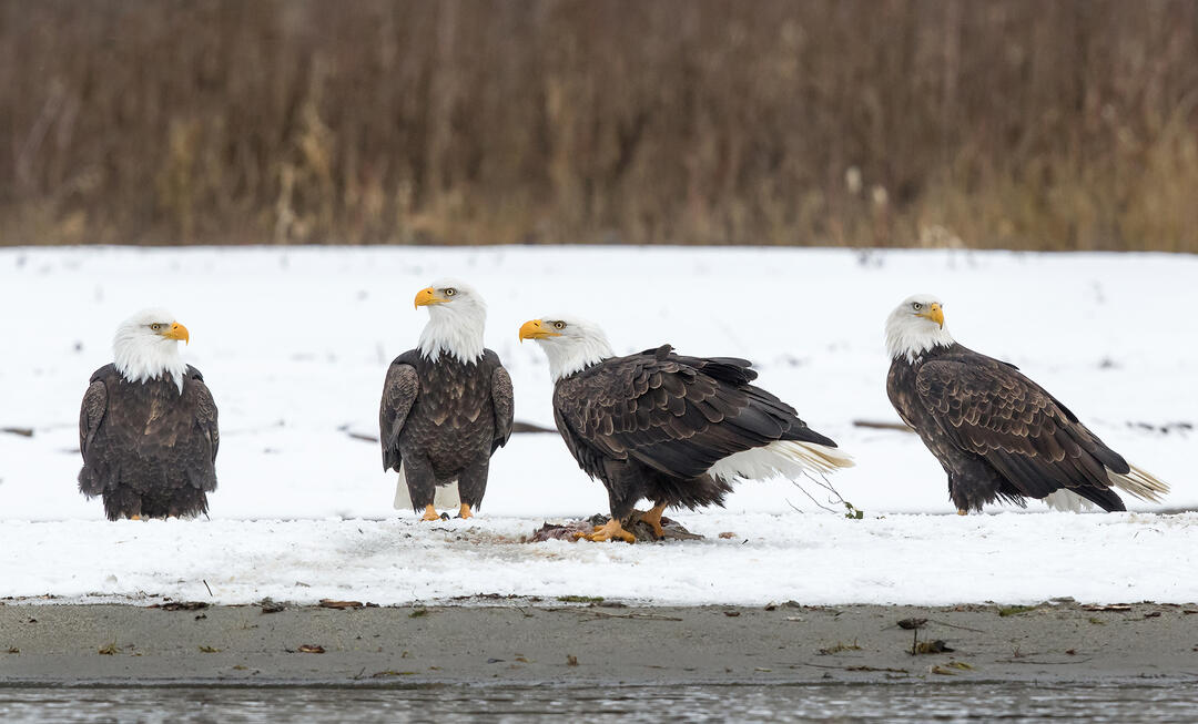 The Migratory Bird Treaty Act, Explained Audubon