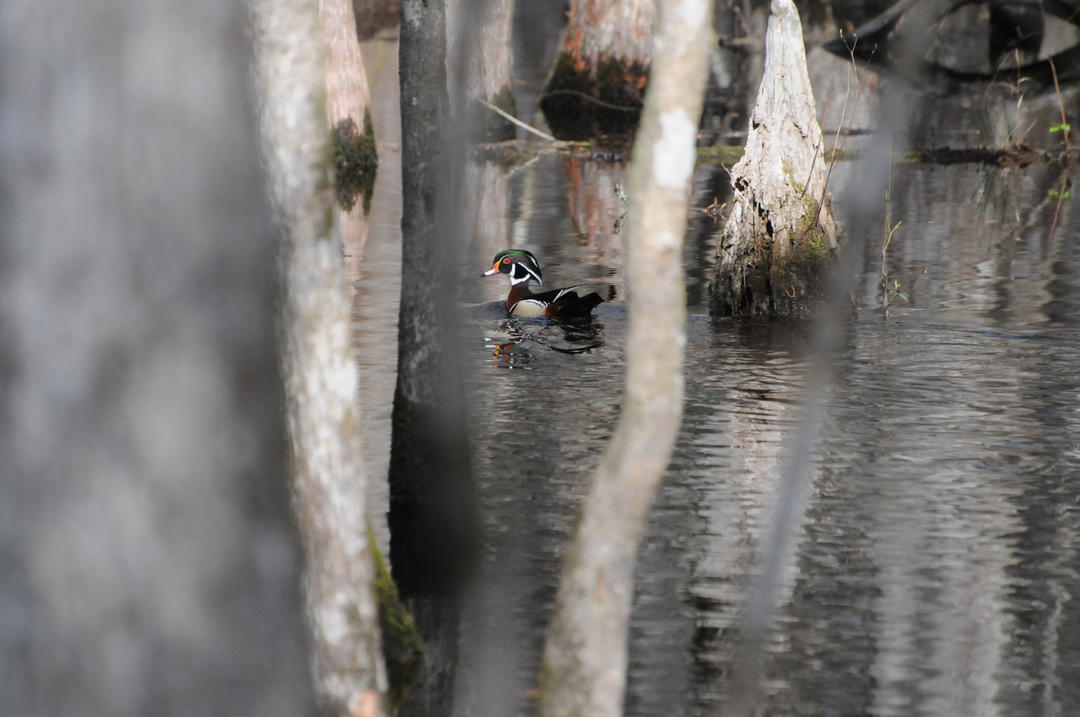 Wood Duck Audubon