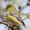 Lesser Goldfinch | Audubon Field Guide