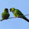 Nanday Parakeet | Audubon Field Guide