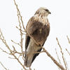 Rough-legged Hawk | Audubon Field Guide