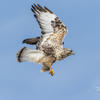 Rough-legged Hawk | Audubon Field Guide
