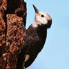 White-headed Woodpecker | Audubon Field Guide