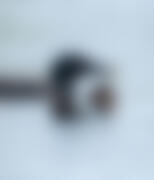 The two oldest-known Common Loons feed a fish to their fuzzy black chick, the 32nd they've successfully raised as a pair over 25 years together. Common Loons. Laura Wong