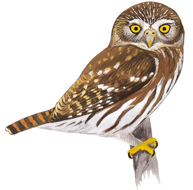 Elf Owl Audubon Field Guide