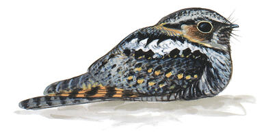 Eastern Whip-poor-will | Audubon Field Guide