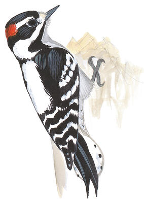 How to Tell a Hairy Woodpecker From a Downy Woodpecker | Audubon