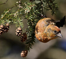Adult male. Adam W Ciha/Great Backyard Bird Count Participant