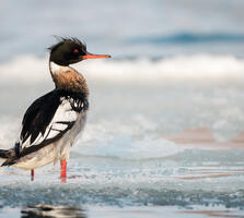 Molting adult male. Jessica