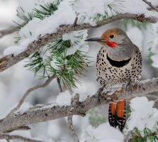 Adult Male (Red-shafted). Dawn Key/Audubon Photography Awards