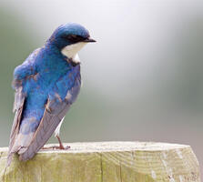 Adult. Kathryn Keith/Audubon Photography Awards