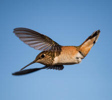 Female or immature. Jim Nelson/Audubon Photography Awards