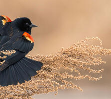 Adult male. Muhammad Arif/Audubon Photography Awards