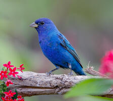 Breeding adult male. Julie Torkomian/Audubon Photography Awards
