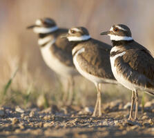 Adults. Harry Colquhoun/Audubon Photography Awards