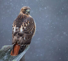 Adult. Christopher Ciccone/Audubon Photography Awards