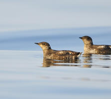 Breeding adults. Tim Zurowski/Shutterstock