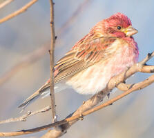 Adult male (eastern). Andrew Cannizzaro/Flickr (CC-BY-2.0)
