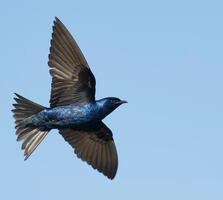 Adult male. Agami Photo Agency/Shutterstock