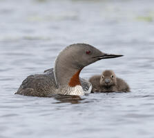 Breeding adult and downy young. Pchoui/iStock