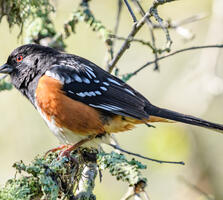 Adult male. Becky Matsubara/Flickr (CC BY 2.0)