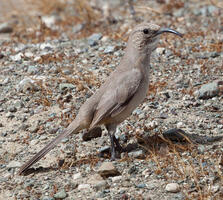 Death Valley National Park | Audubon
