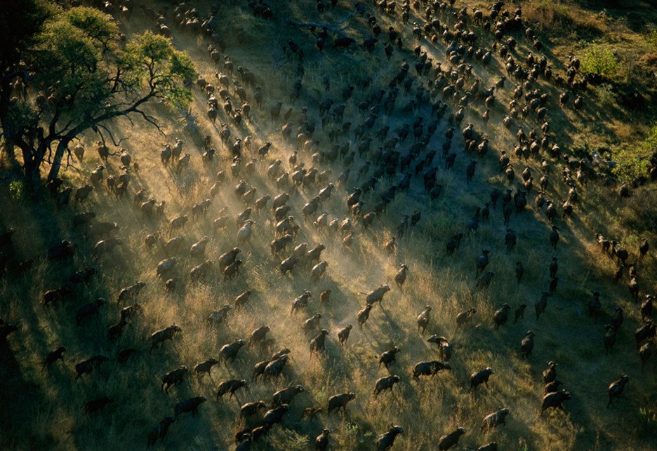 Botswana From the Air Audubon