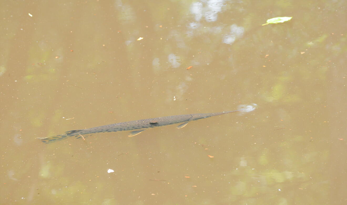 Longnose Gar Audubon