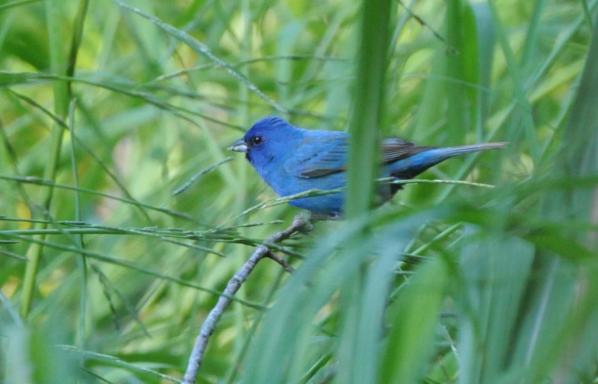 Indigo Bunting Audubon