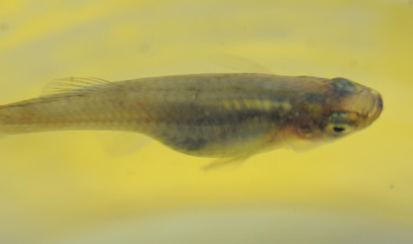 Mosquito Fish Audubon