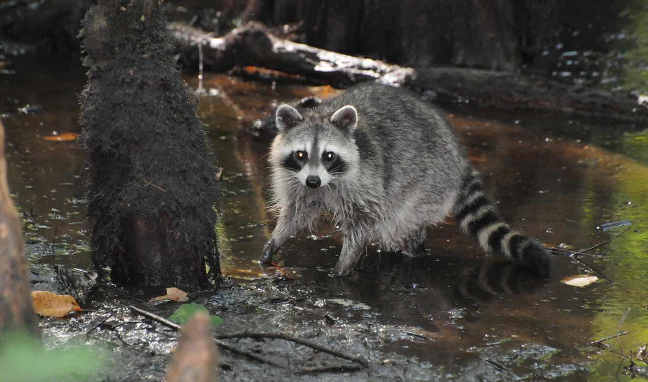 Raccoon Audubon