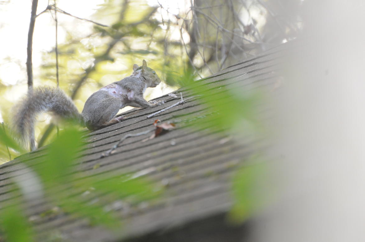 Squirrel Bot Fly | Audubon