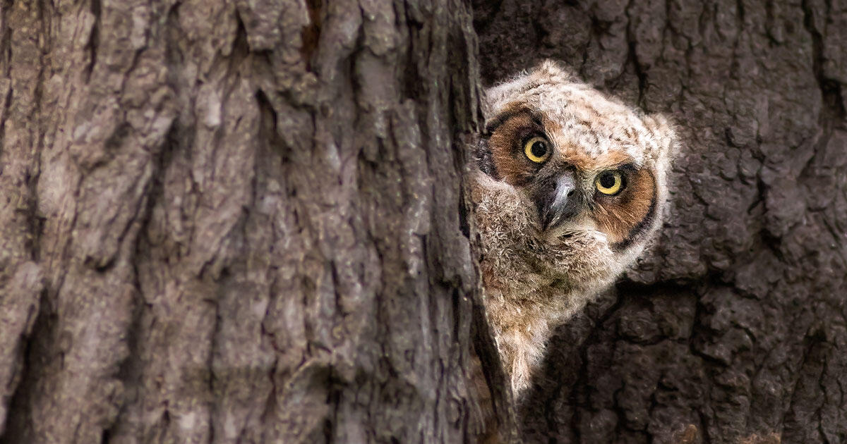 Why Now Is the Best Time to Watch a Raptor Nest | Audubon