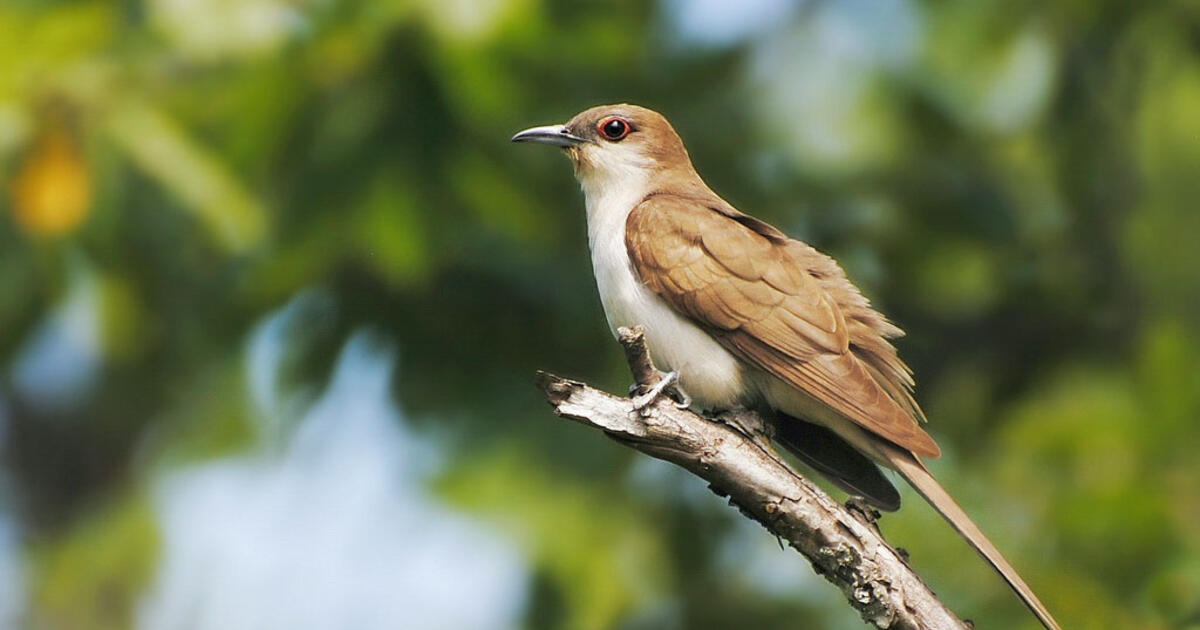 The Best Clue for Finding Cuckoos Audubon