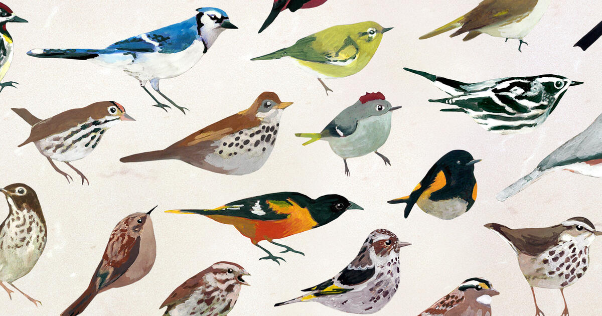 Wake up to Gentle Birdsong with This New Smartphone App