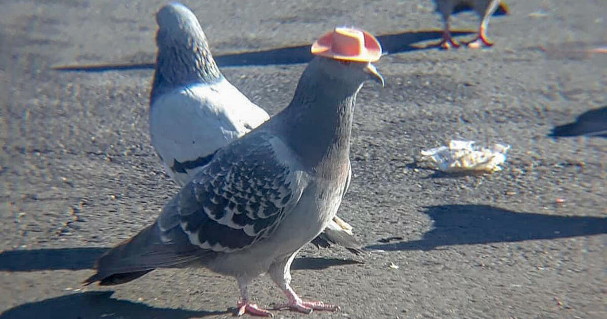 Those Pigeons Wearing Cowboy Hats? They 