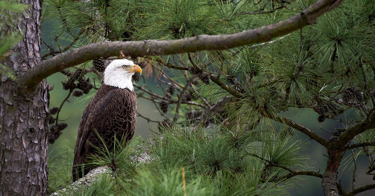 The Bald Eagle and the Endangered Species Act—an American