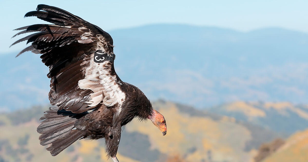 Lead Ammo, the Top Threat to Condors, Is Now Outlawed in California ...