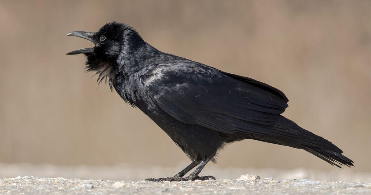 Hear How a Crow Softly Woos Its Mate Audubon