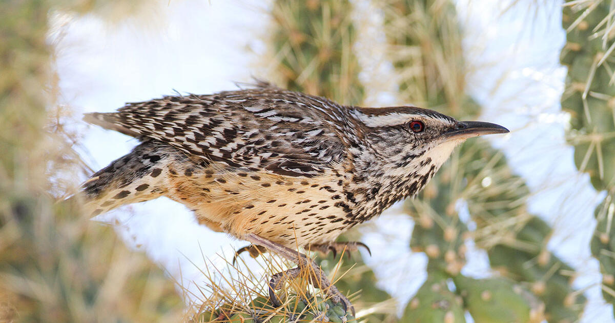 How Desert Birds Can Survive With Very Little Water Audubon