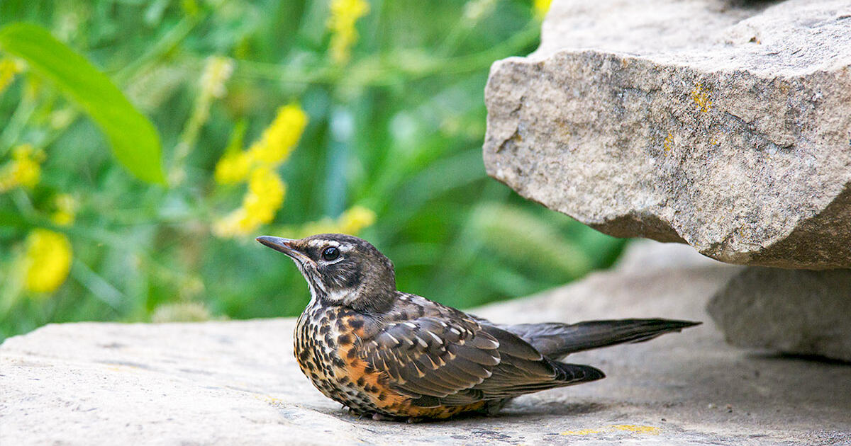 animal rescue near me for birds