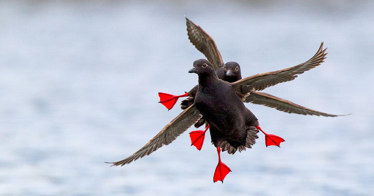 How To Pronounce 17 Tricky North American Bird Names Audubon