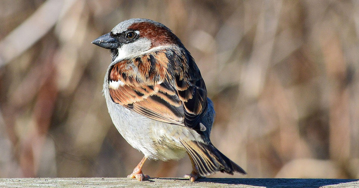 How The House Sparrow Conquered The World Is Encoded In Its Genes Audubon Birds are dying at an alarming rate says the u.s. how the house sparrow conquered the
