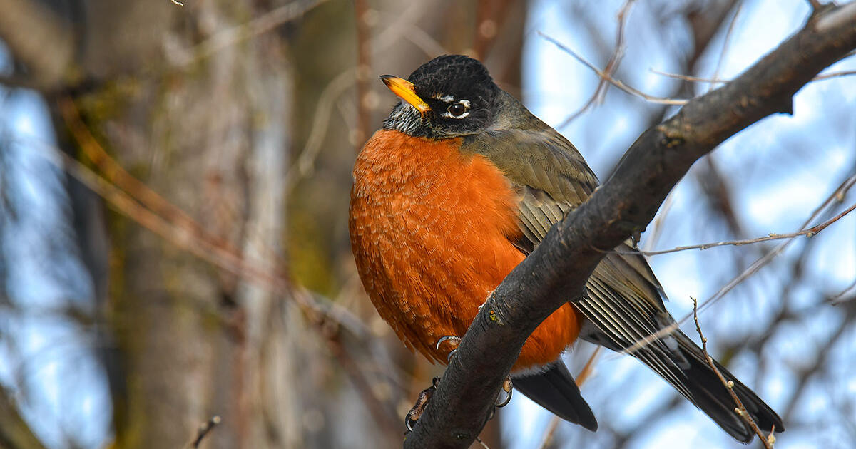 www.audubon.org