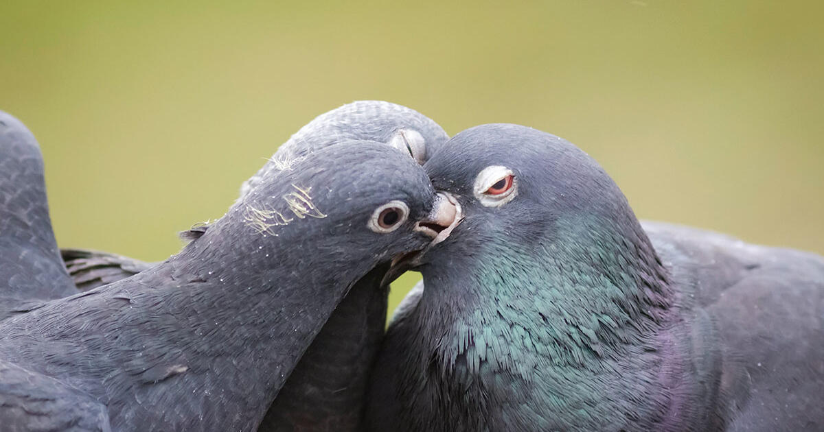 Pigeon Milk Is a Nutritious Treat for Chicks Audubon