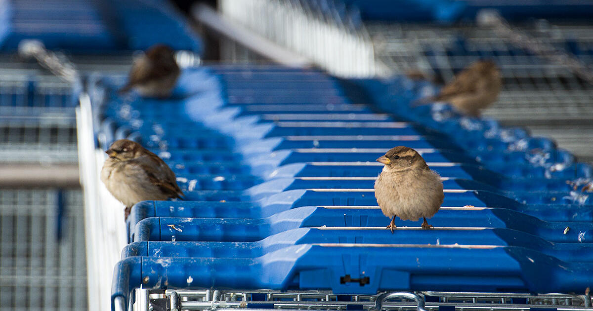 bird shopping