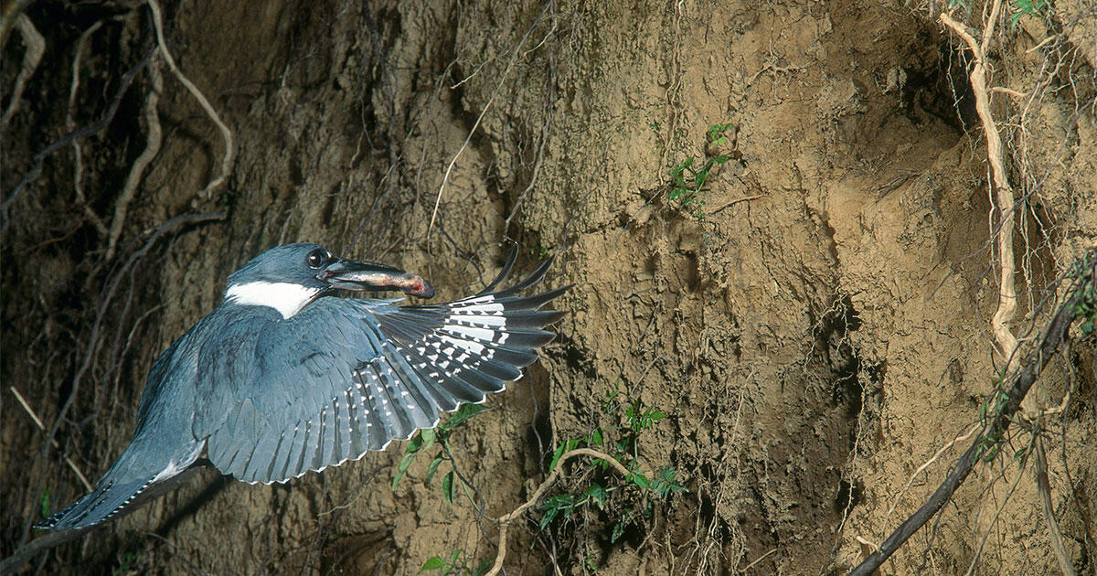 Belted Kingfishers Nest in Burrows Up to 15 Feet Long Audubon